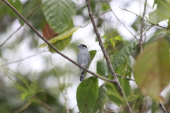 Pachyramphus marginatus