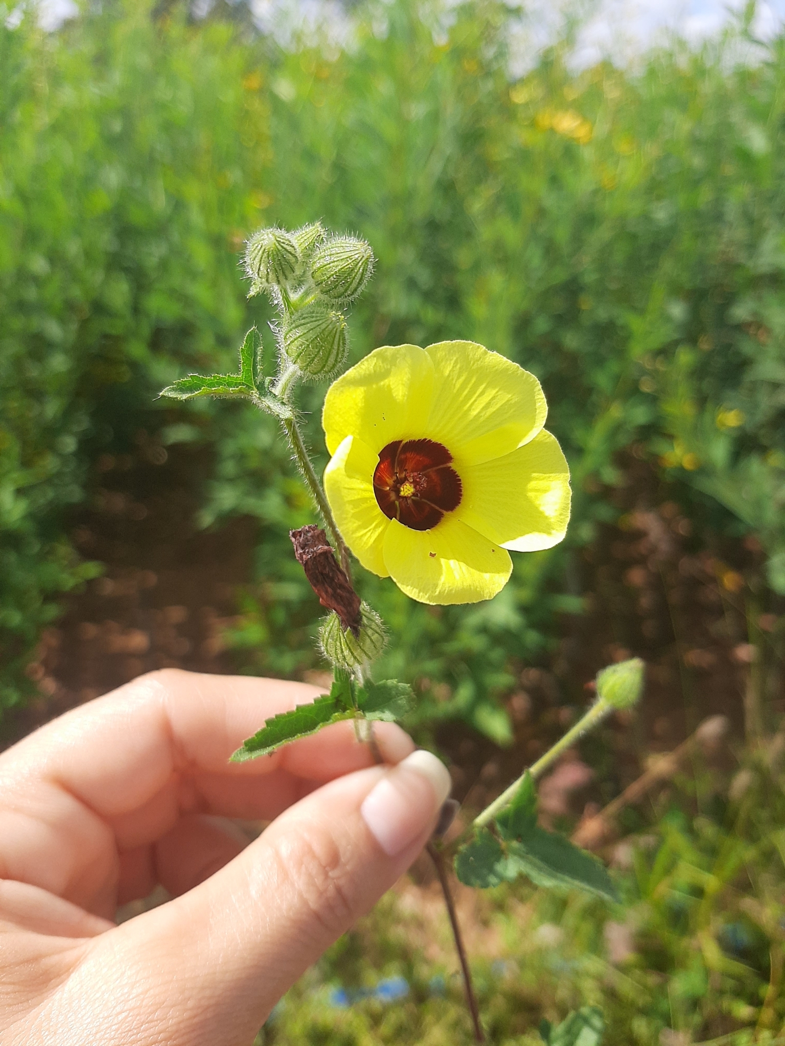 Pavonia cancellata