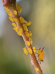 Aphis nerii