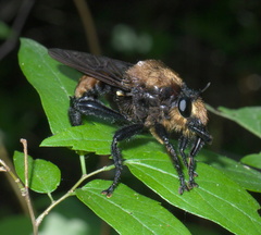Laphria lata