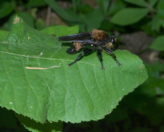 Laphria lata