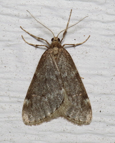 Fall Cankerworm Moth