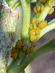 Aphis nerii