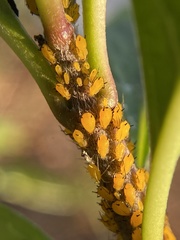 Aphis nerii