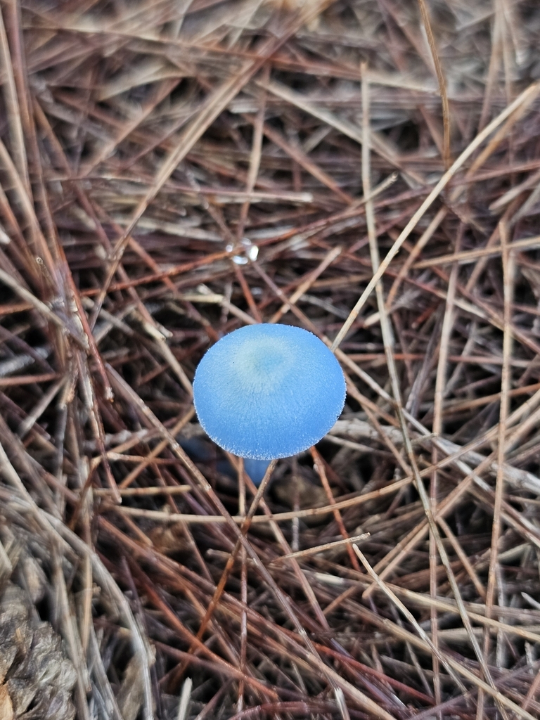 Entoloma virescens · May 2025 · photo: © twan3253 (iNaturalist, cc-by)
