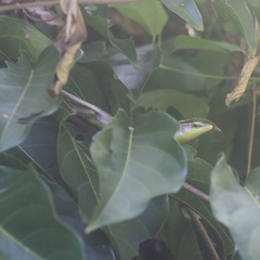 Dasia olivacea