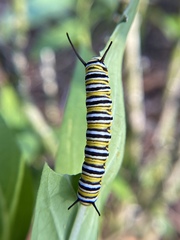 Danaus plexippus