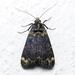 Echanella temperata - Photo (c) MSOne, some rights reserved (CC BY-NC-ND), uploaded by MSOne