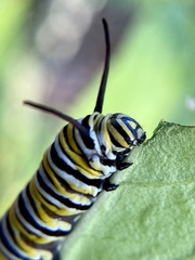 Danaus plexippus