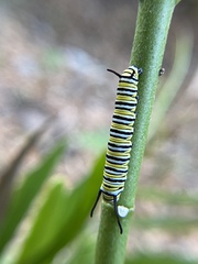 Danaus plexippus