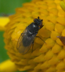 Leptocera
