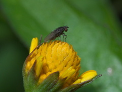Leptocera