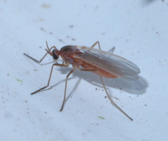 Lestremiinae
