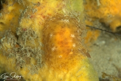 Sclerodoris tarka