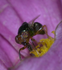 Physiphora clausa