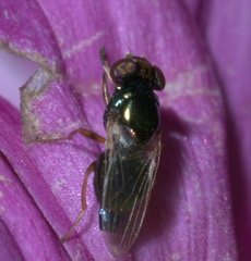 Physiphora clausa