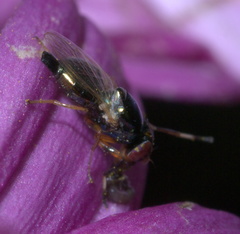 Physiphora clausa