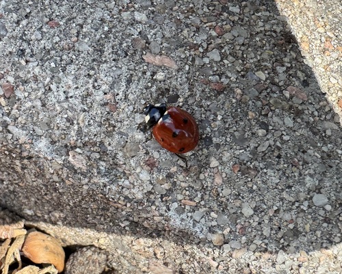 Seven-spotted Lady Beetle