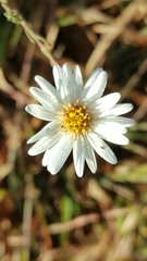 Symphyotrichum moranense