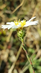 Symphyotrichum moranense