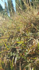 Symphyotrichum moranense