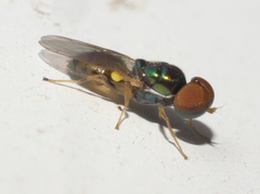 Microchrysa flaviventris