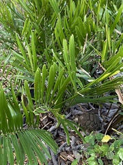 Zamia integrifolia