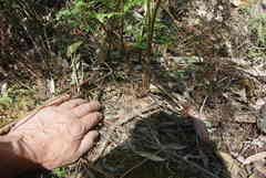 Calochlaena dubia
