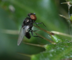 Milichiella