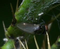 Milichiella