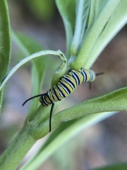 Danaus plexippus