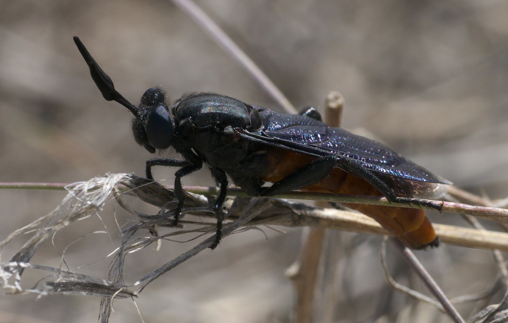 Phyllomydas phyllocerus