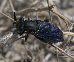 Phyllomydas phyllocerus