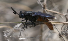 Phyllomydas phyllocerus