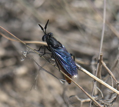 Phyllomydas phyllocerus