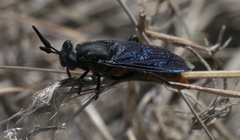 Phyllomydas phyllocerus