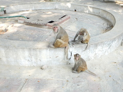 Macaca mulatta