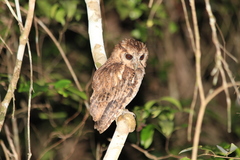 Megascops atricapilla