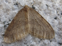 Operophtera brunnea