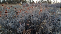 Eriogonum wrightii trachygonum