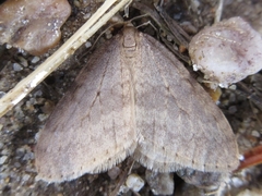 Operophtera brunnea