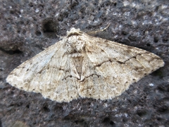 Megabiston plumosaria