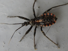 Rhynocoris leucospilus