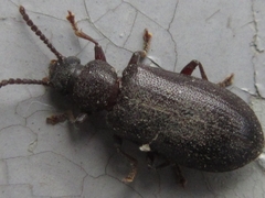 Luprops orientalis