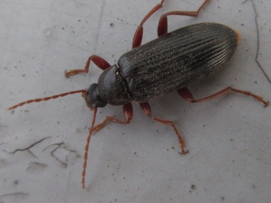 Allecula melanaria