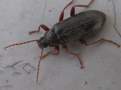 Allecula melanaria