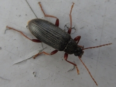 Allecula melanaria