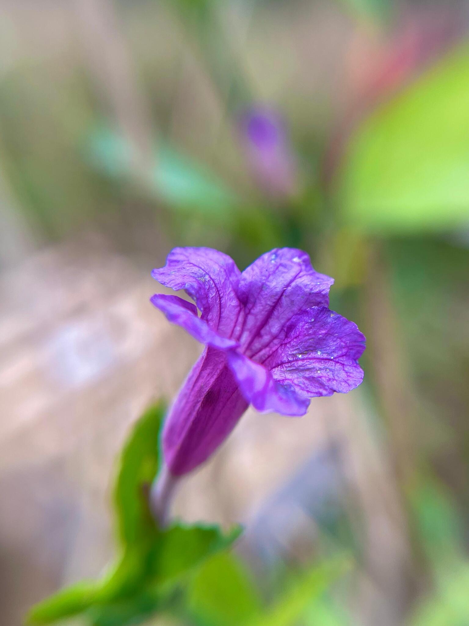 Ruellia epallocaulos