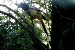 Dendrocitta vagabunda