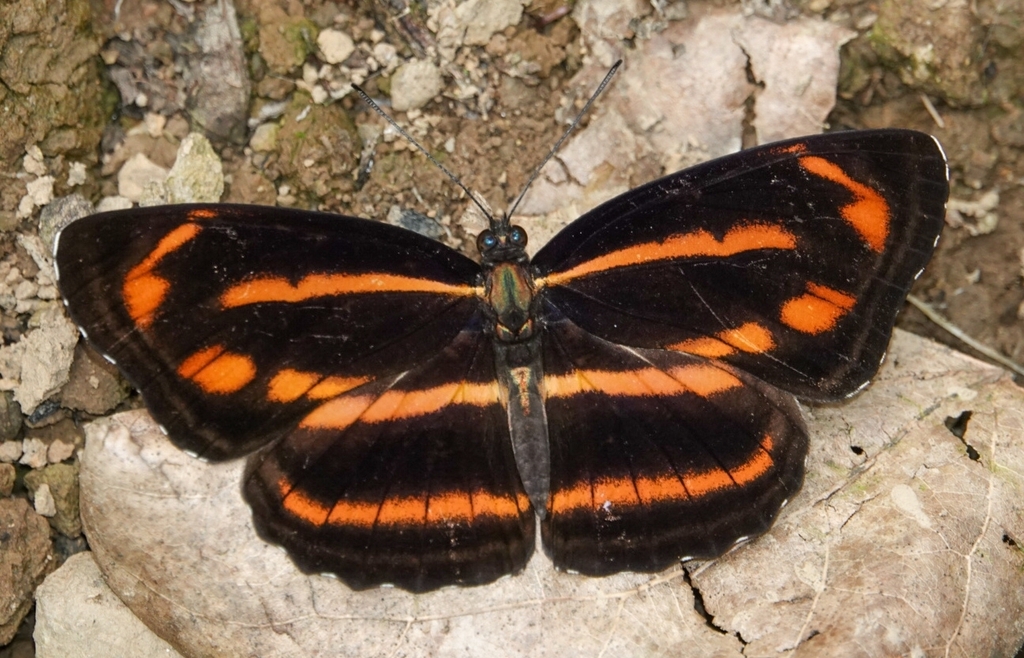 Indian Yellow Sailer